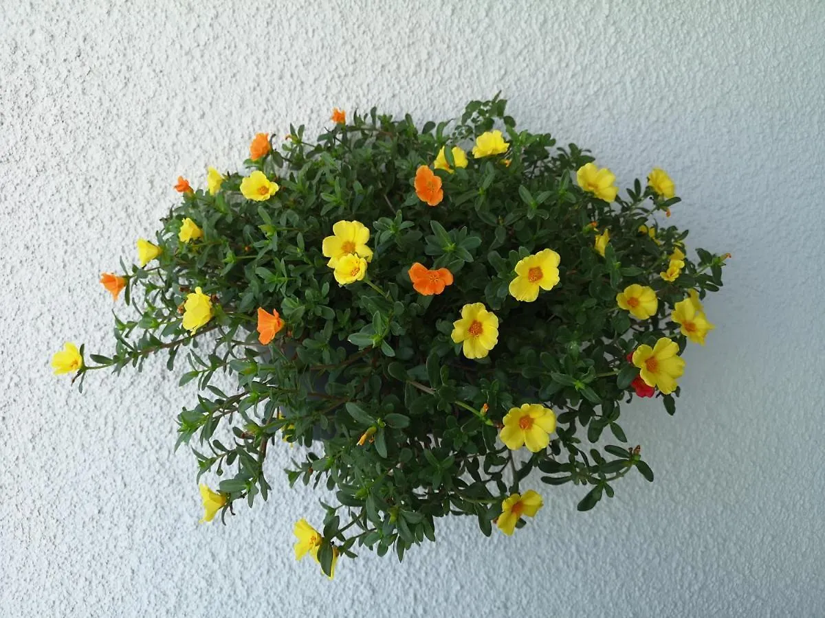 Apartment Green Bay Penthouse 2 Protaras Cyprus